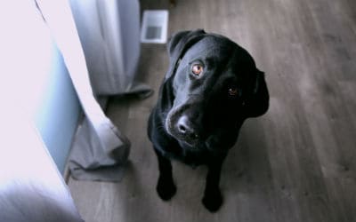 a black Labrador retriever string up at his owner